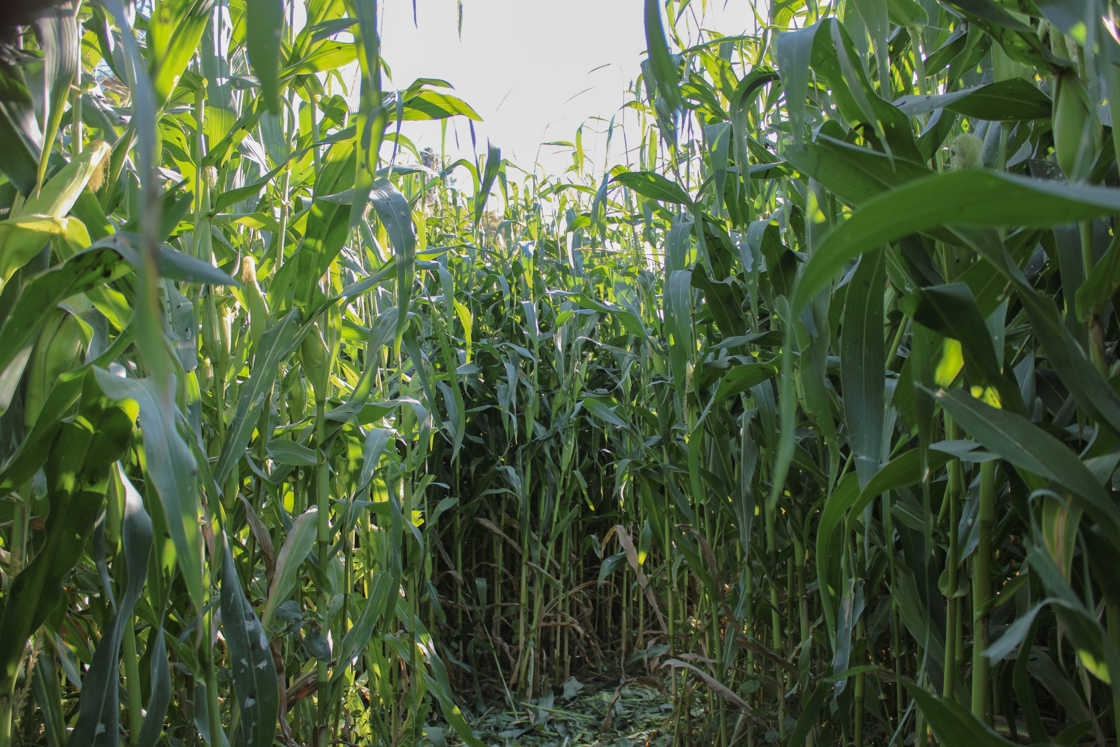 Join the Corn Maze Adventure