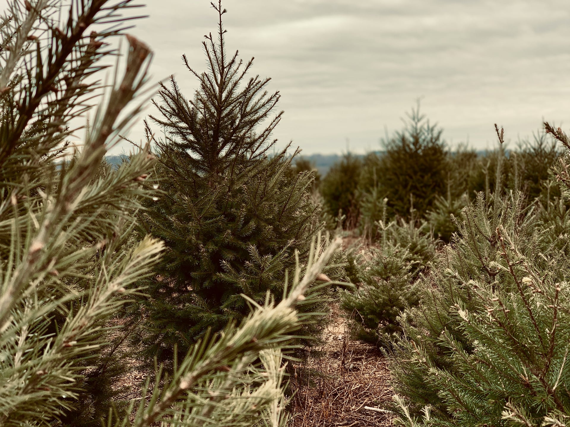 Premium Douglas fir Christmas tree varieties