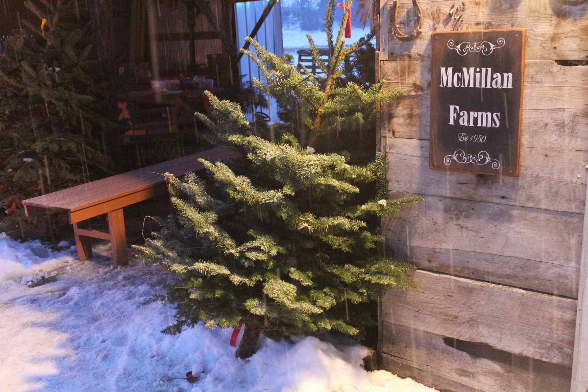 Family selecting Christmas tree